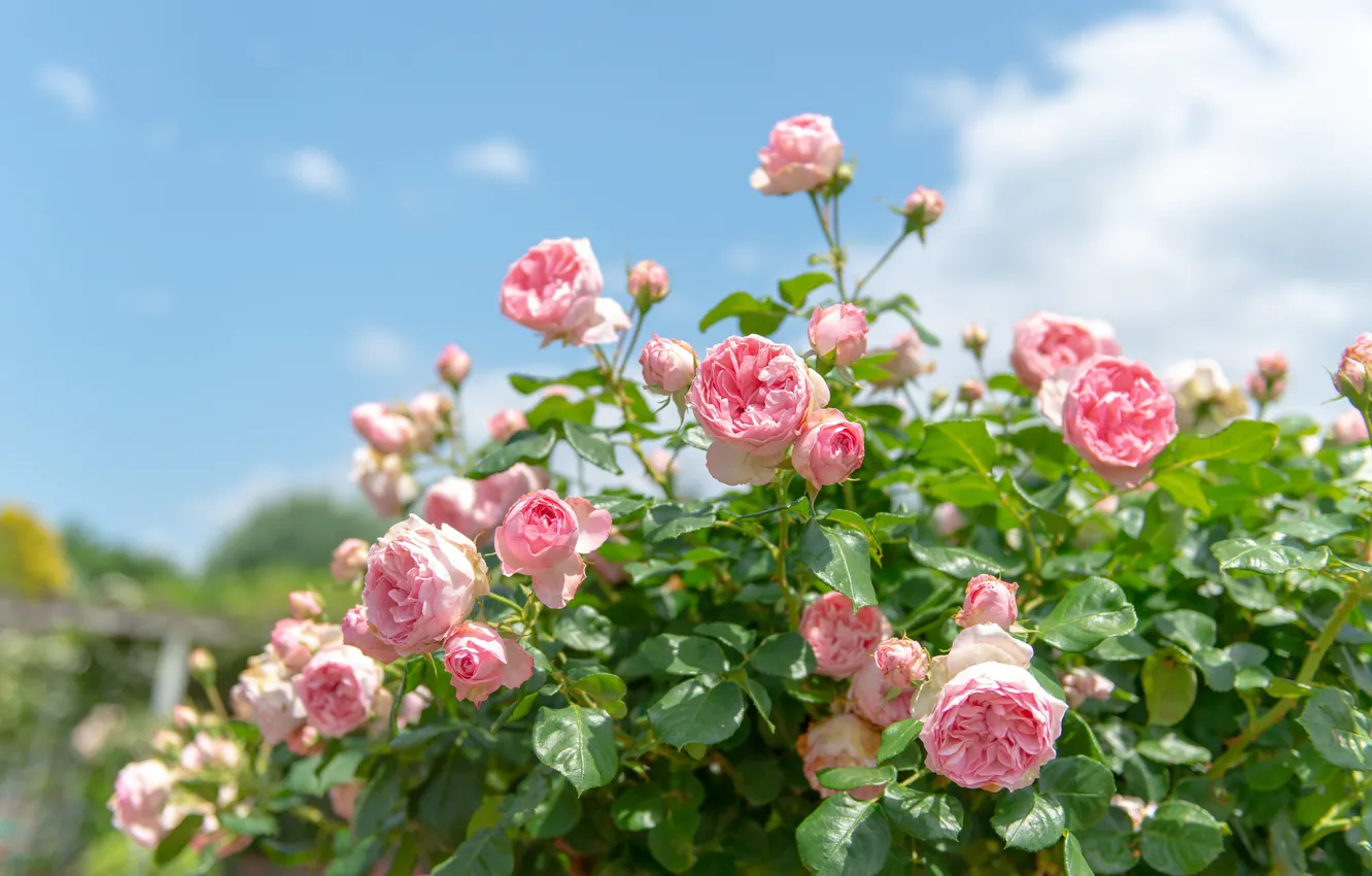 Фото обои розы, розовые, кусты