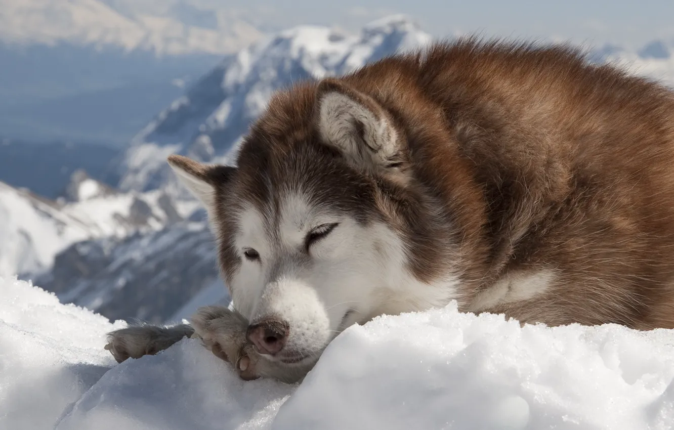 Фото обои зима, снег, собака, хаски