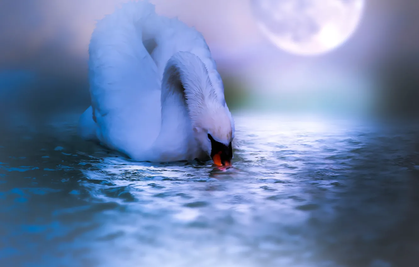 Фото обои вода, ночь, птица, луна, лебедь, Thai Phung