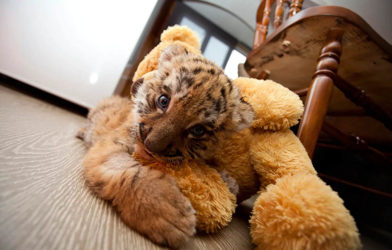 Фото обои комната, игрушка, тигра