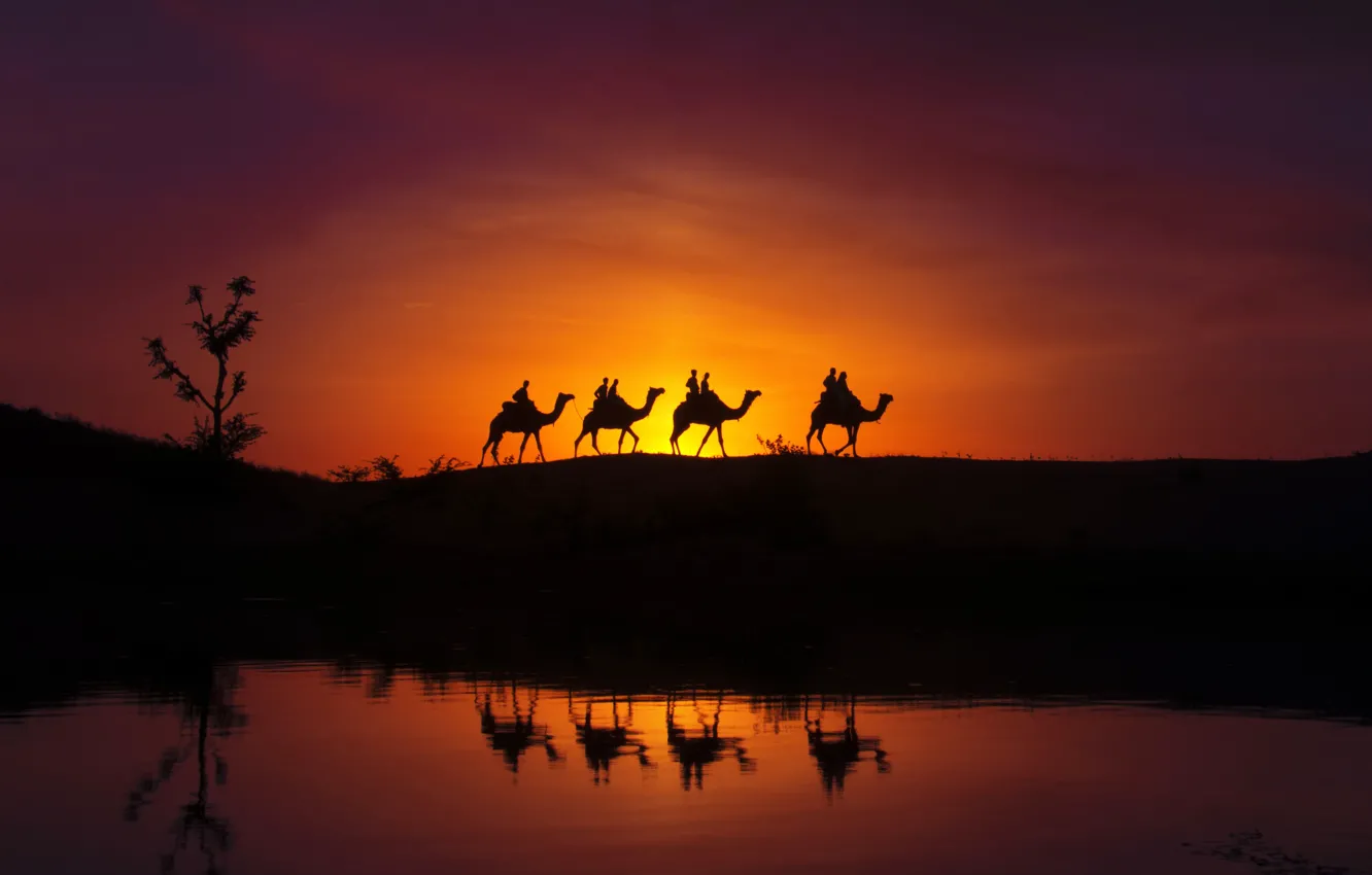 Фото обои отражение, силуэты, верблюды, караван
