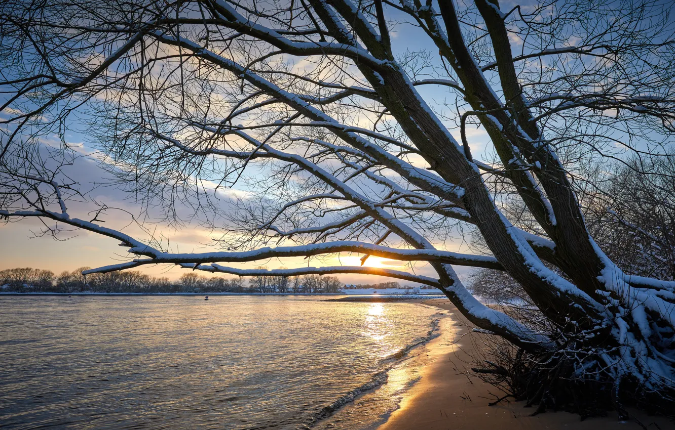 Фото обои зима, снег, ветки, дерево, берег, водоем