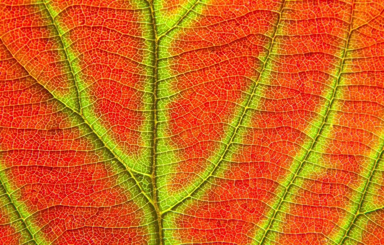 Фото обои осень, природа, лист, текстура