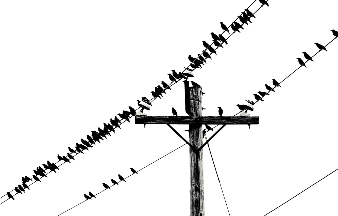Фото обои music, birds, telephone, wires, sheet music