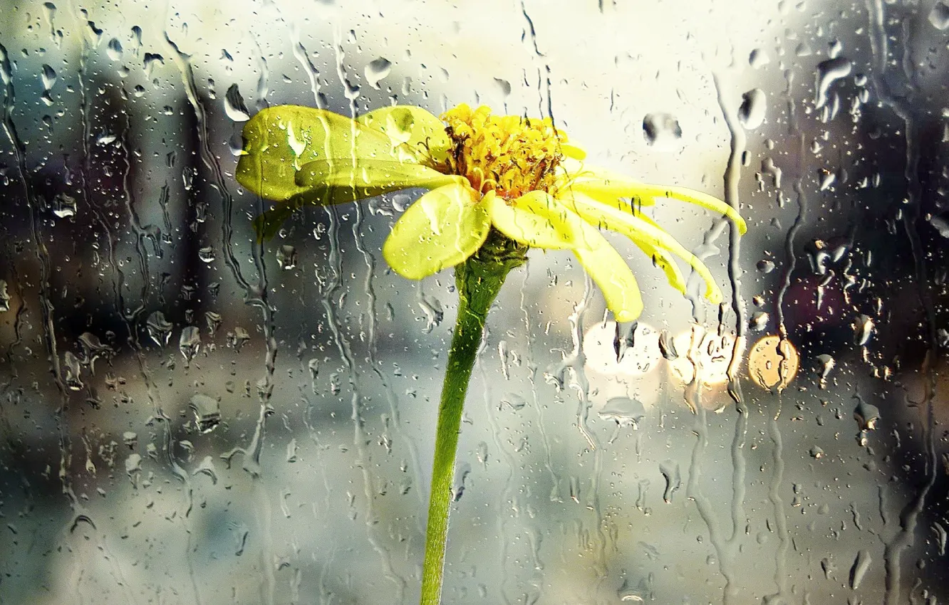 Фото обои цветок, стекло, капли, дождь