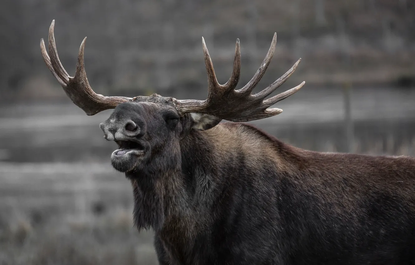 Фото обои animal, wildlife, yawns, gray Moose during daytime, horned, bull elk