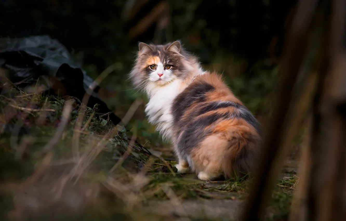 Фото обои кошка, кот, взгляд, ветки, природа, темный фон, котенок, котёнок