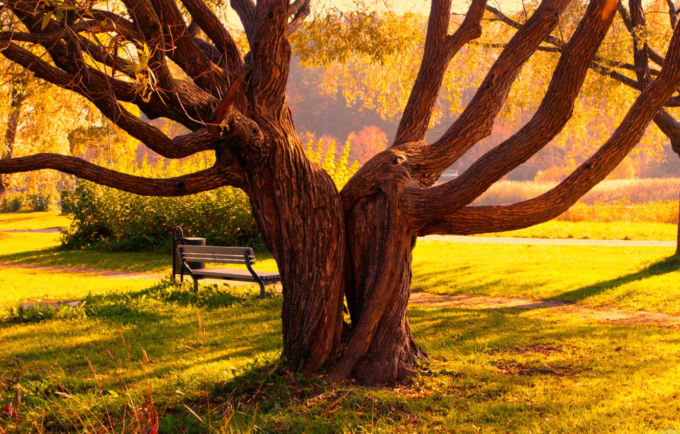 Фото обои осень, деревья, скамейка, парк, дерево, тропа, Пейзаж, тропинка