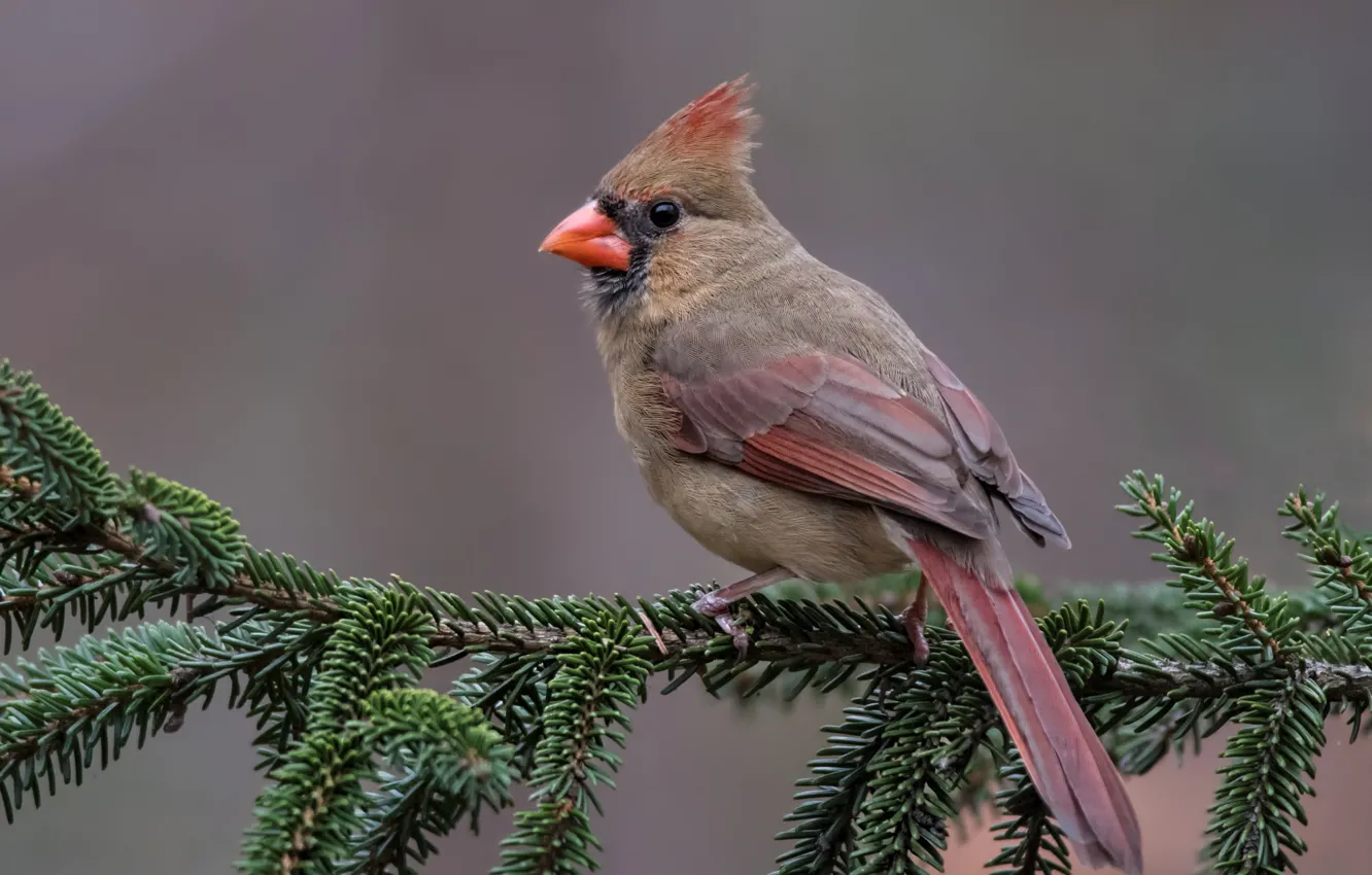 Фото обои птицы, ветка, красный кардинал, виргинский кардинал