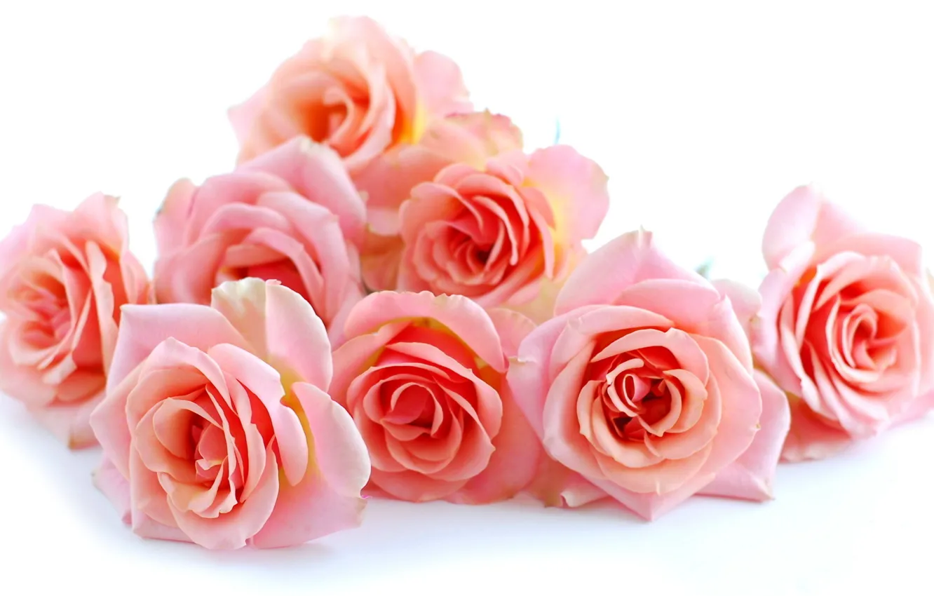 Фото обои цветок, цветы, розы, букет, красивые