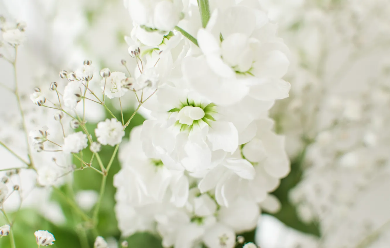 Фото обои цветы, белые, светлый фон, боке