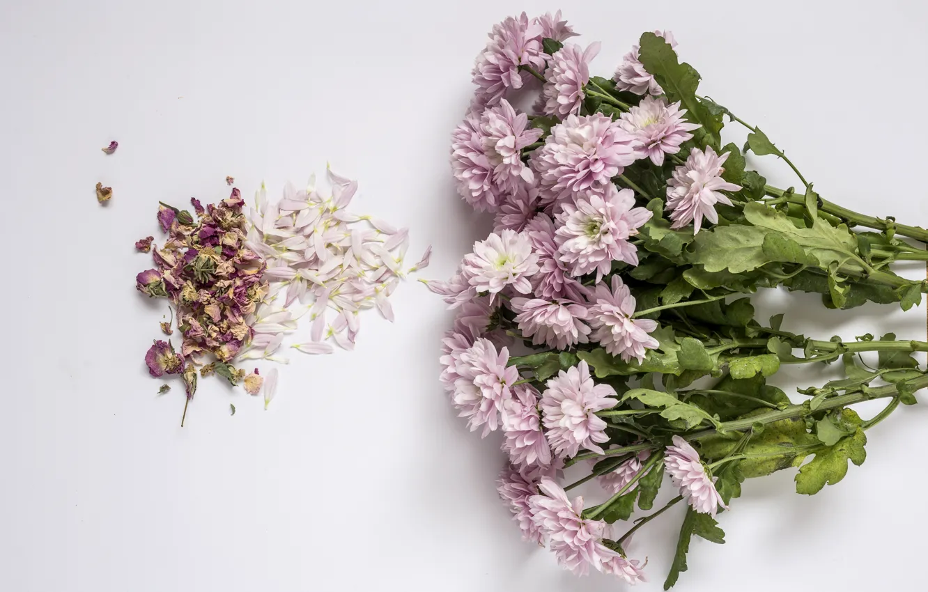 Фото обои цветы, фон, розовые, хризантемы, wood, pink, flowers, violet