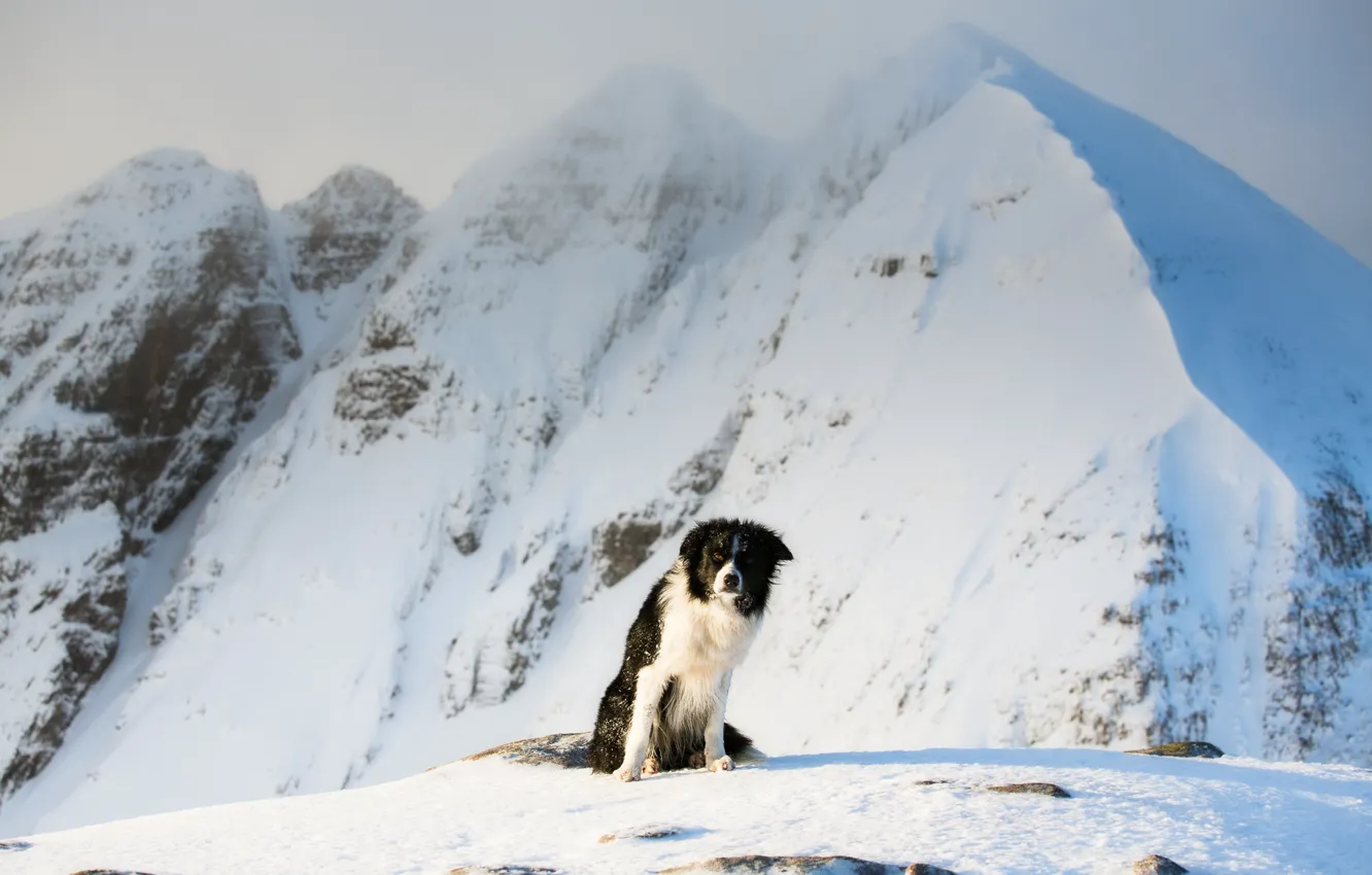 Фото обои холод, зима, снег, горы, собака, бордер-колли, снежные вершины