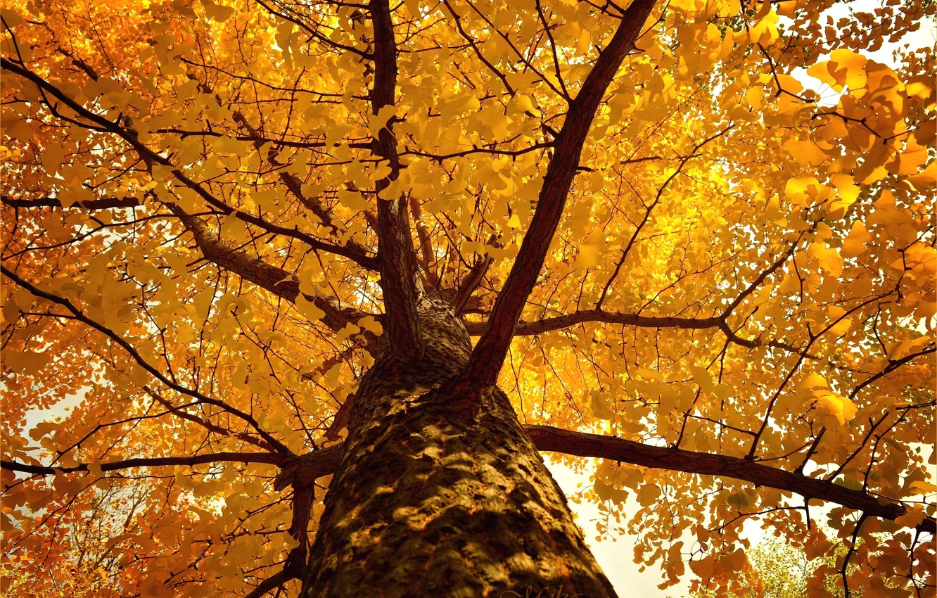 Фото обои Дерево, Осень, Fall, Tree, Autumn