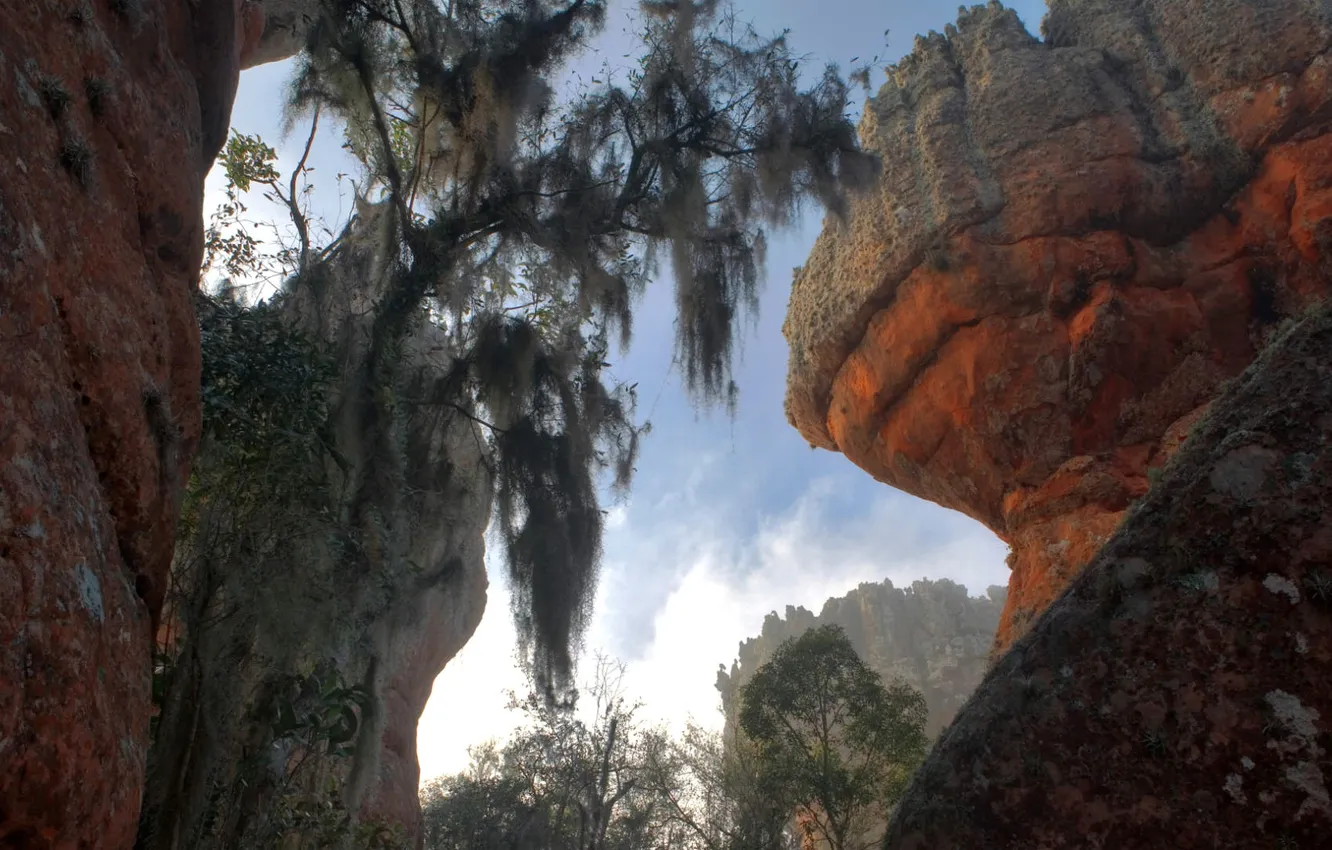 Фото обои деревья, скалы, Бразилия, штат Парана, Понта-Гросса