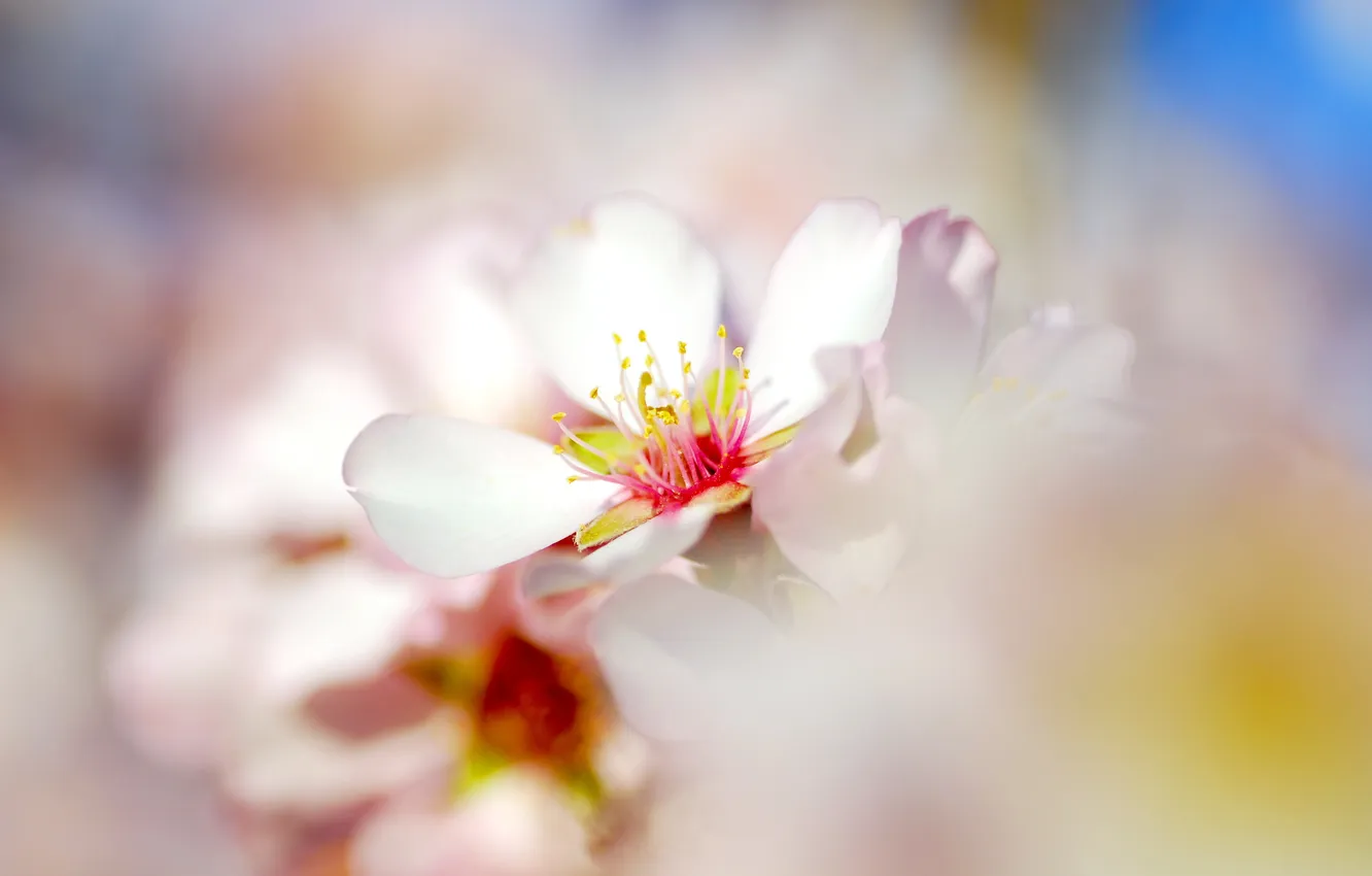 Фото обои нежность, весна, цветение