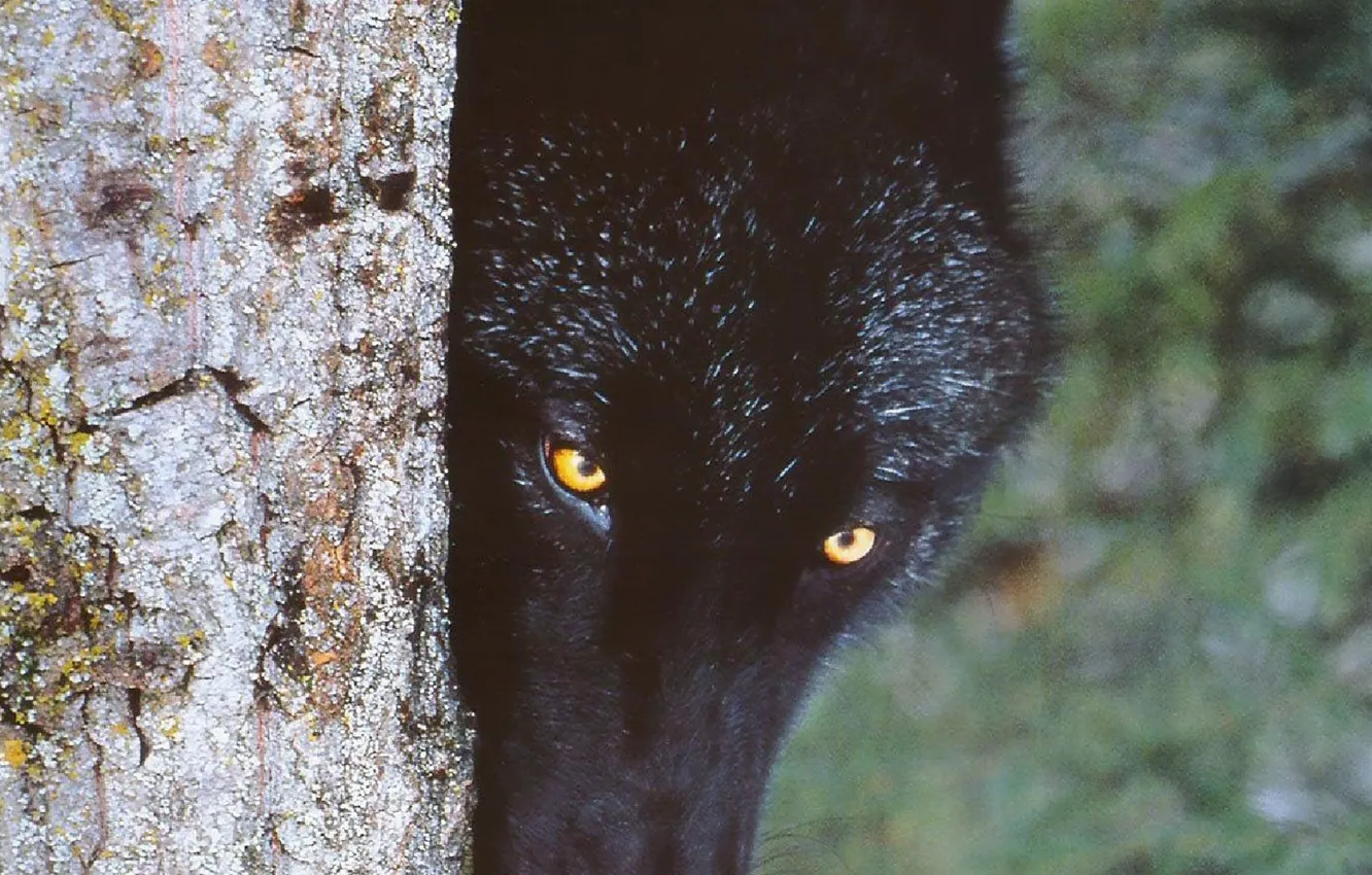 Фото обои nature, predator, animal, wolf, wildlife, portrait, portrait., Canis lupus. face