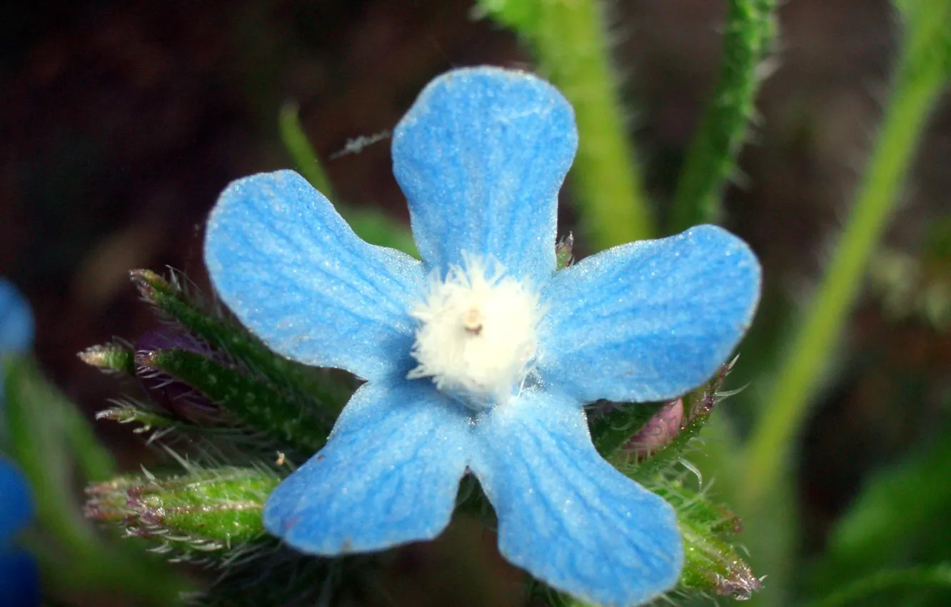 Фото обои Flower, Blue Flower, Macro Flower