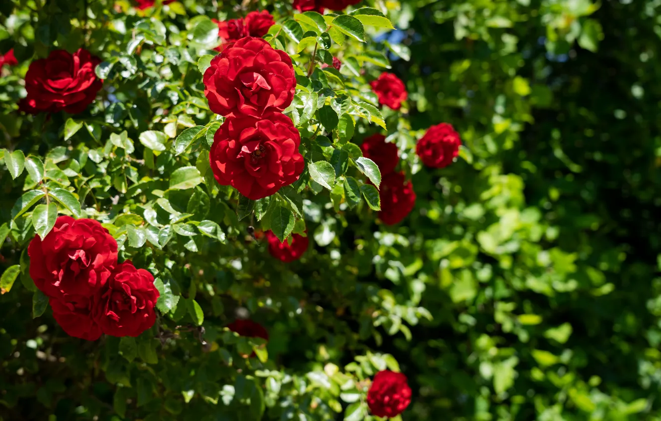 Фото обои Цветы, Растения, Flowers, Red Roses, Plants, Красные Розы