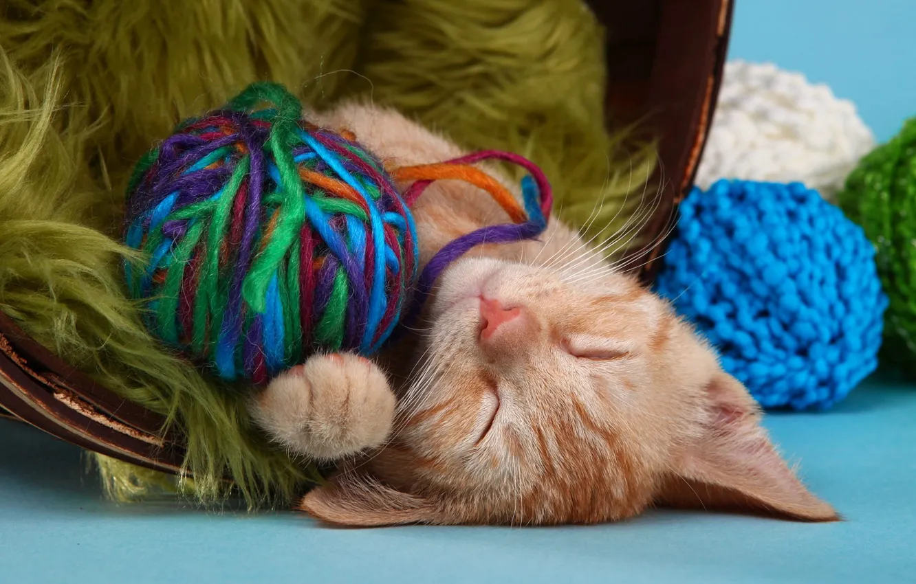 Фото обои кошка, кот, клубок, котенок, сон, шерсть, рыжий, спит