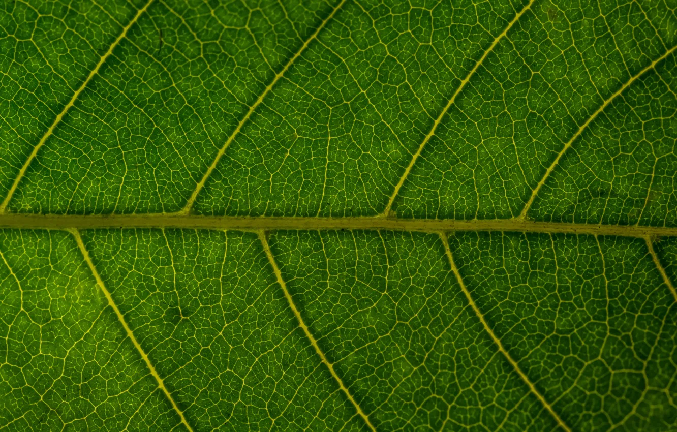Фото обои макро, лист, зеленый, фон, green, texture, macro, leaf