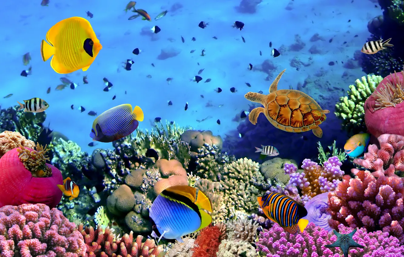 Фото обои рыбки, разноцветное, морское дно
