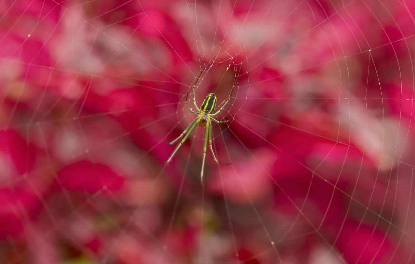 Фото обои природа, паутина, паук, насекомое
