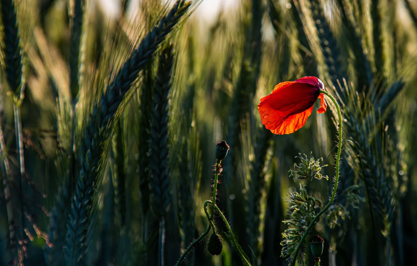 красные колоски. колос зерна. красные колоски. рыжие колоски. степной ковыль и маки.