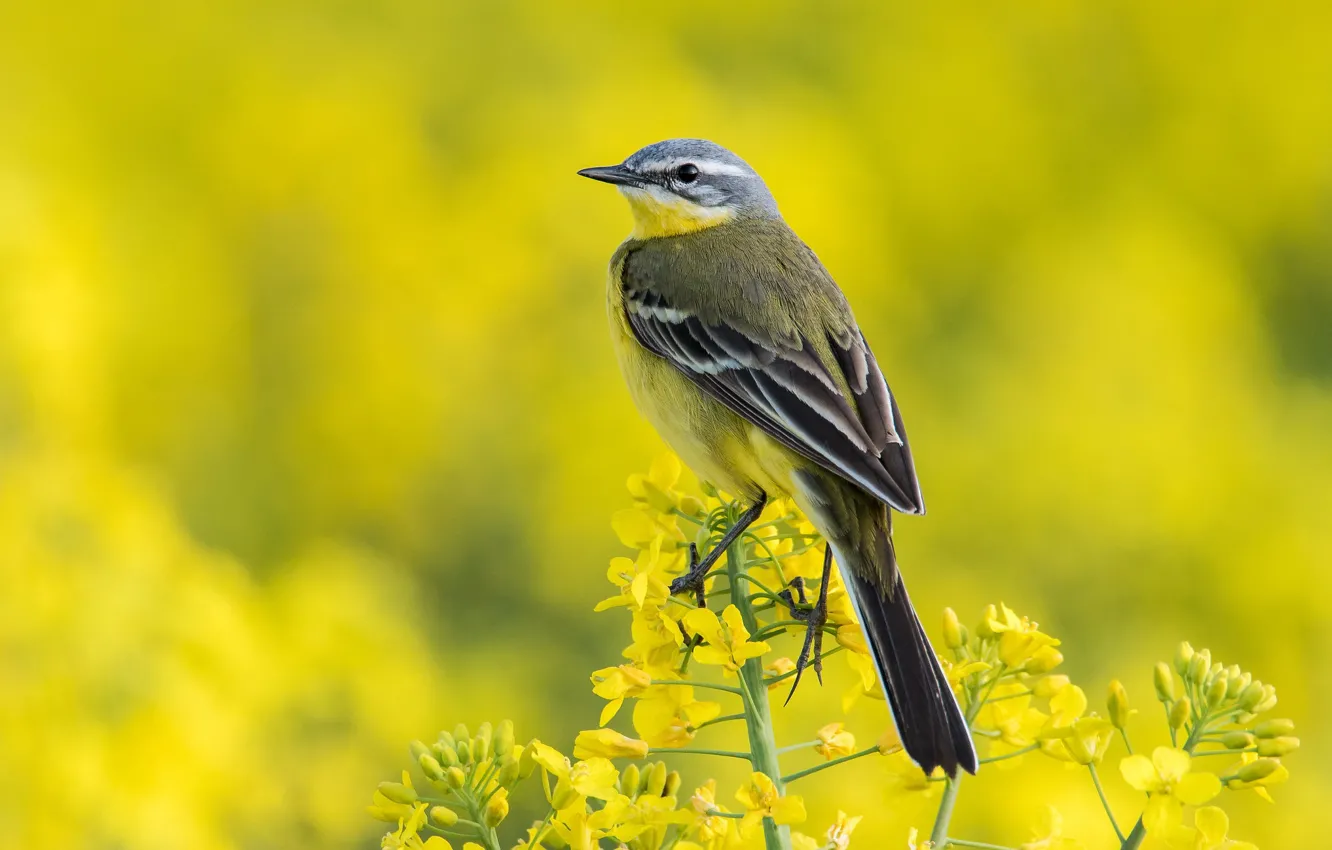 Фото обои природа, птица, Жёлтая трясогузка, Western Yellow Wagtail