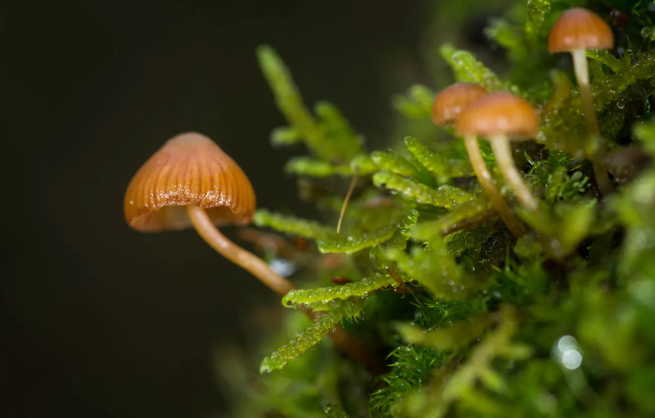 Фото обои фон, грибы, темный, мох, размытость