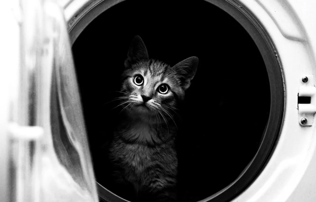 Фото обои cat, black and white, washing machine