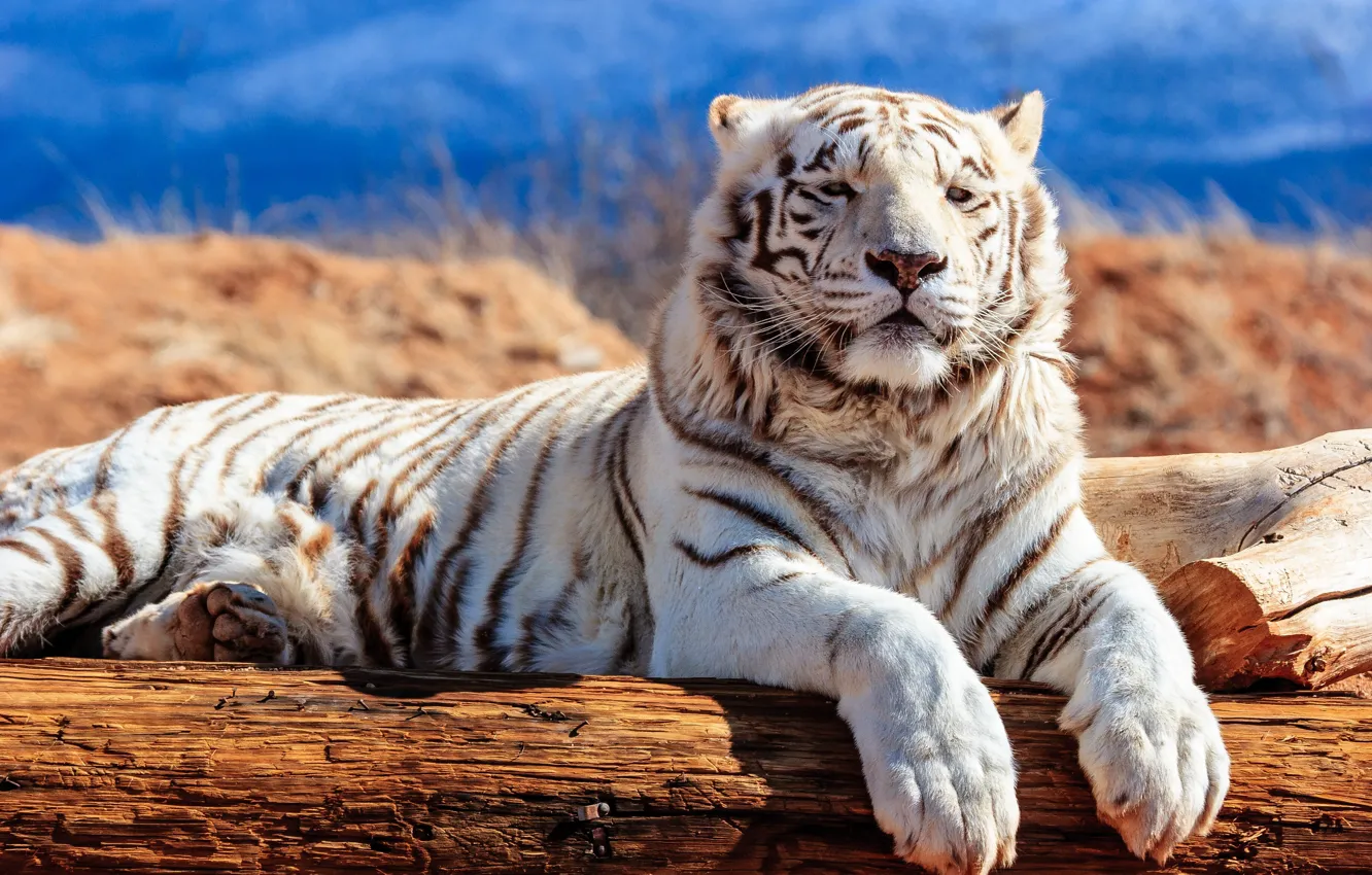 Фото обои морда, лапы, бревно, белый тигр, дикая кошка, красавец