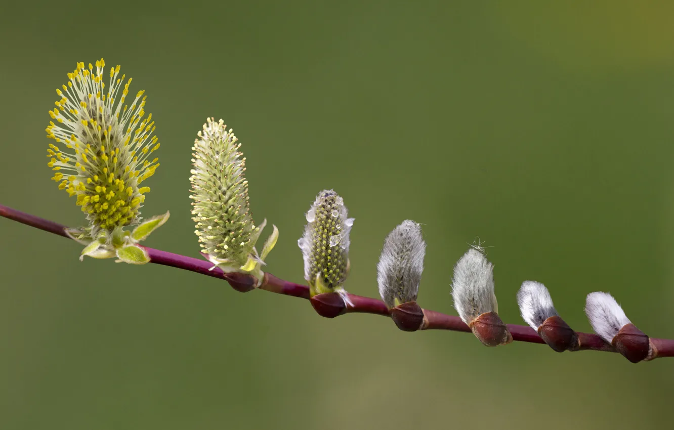 Фото обои flower, leaves, drops, branch, buds