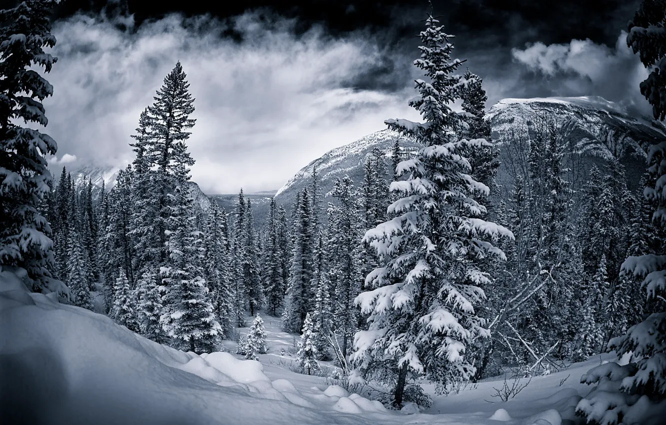Фото обои Canada, зима.деревья