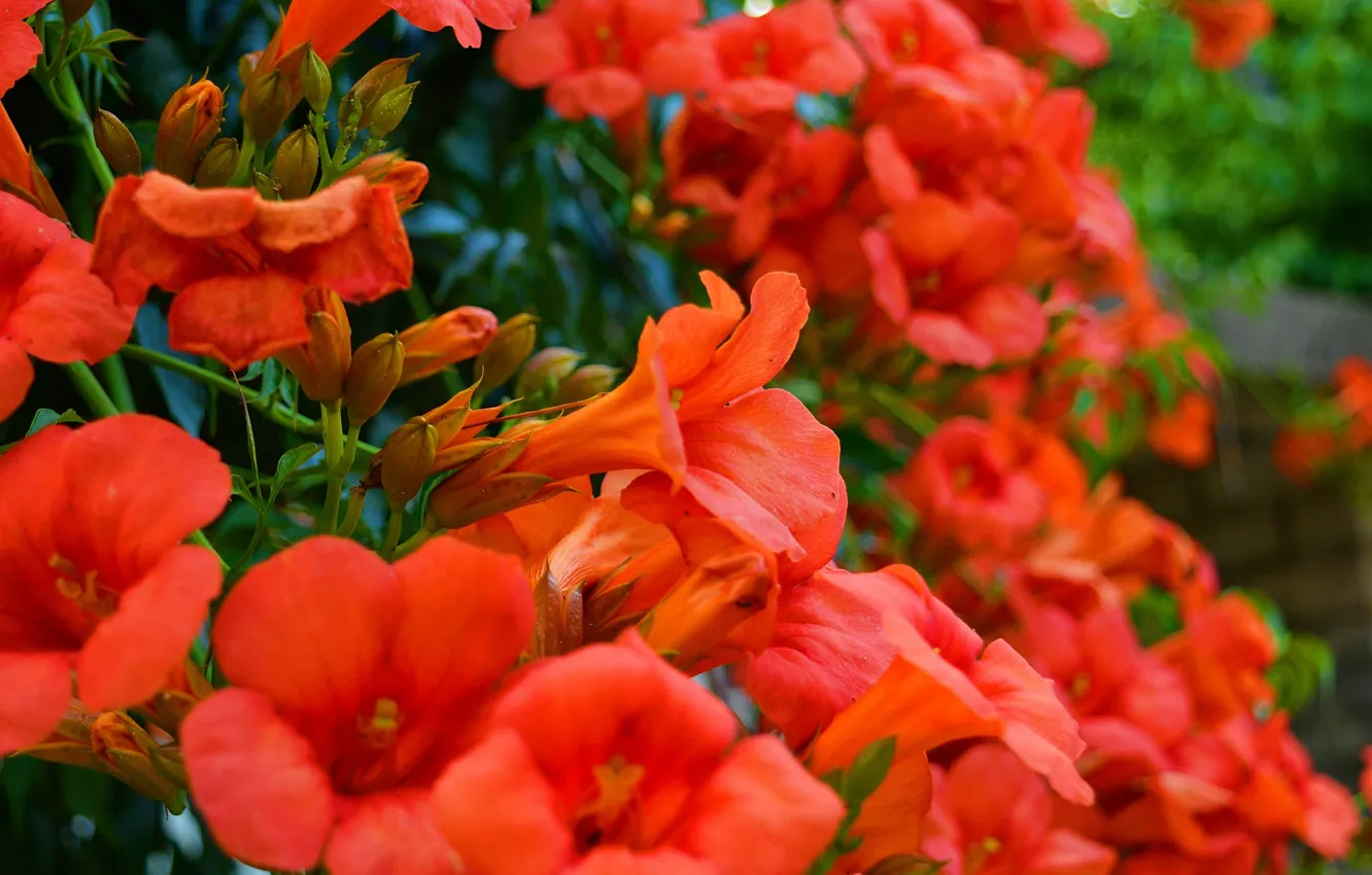 Фото обои Цветение, кампсис, Flowering, Red flowers, Kampsis
