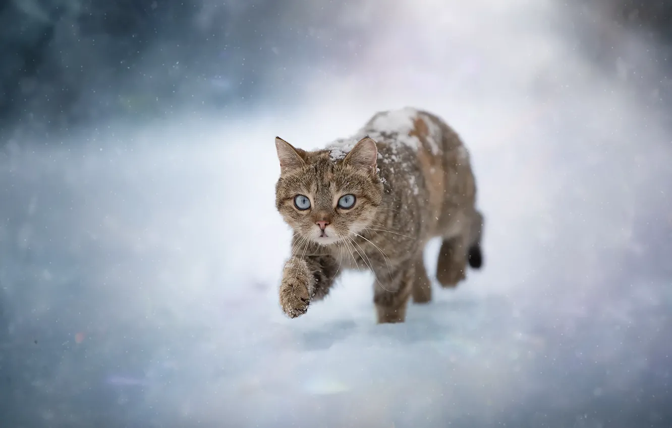 Фото обои зима, кошка, снег