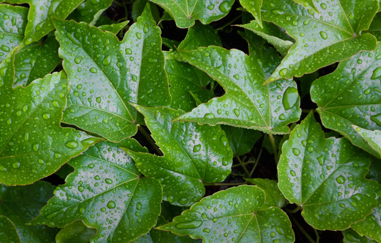 Фото обои green, wet, water, pattern, leaves