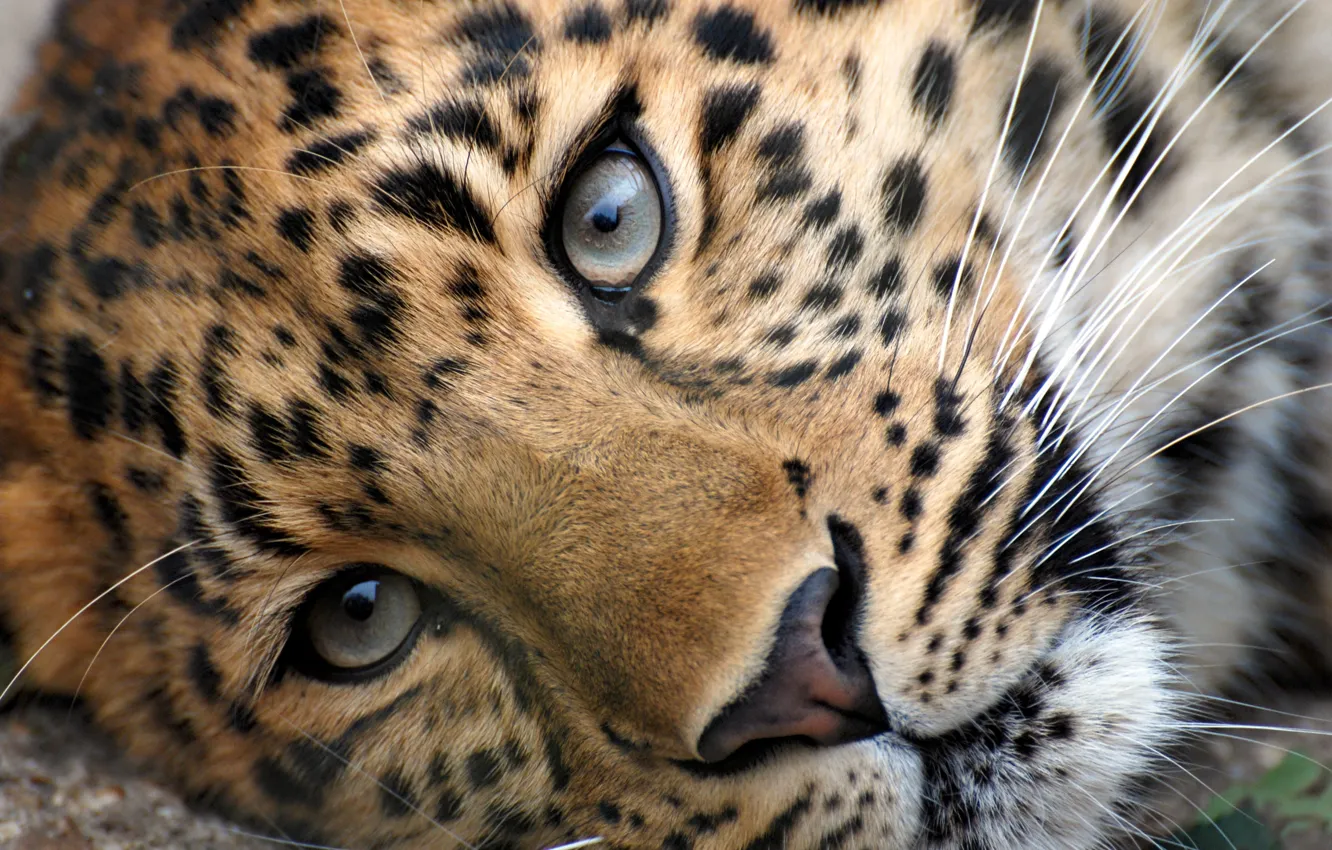 Фото обои глаза, морда, голова, леопард