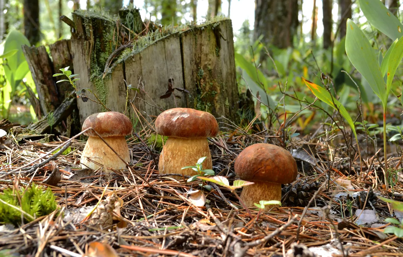 Фото обои лес, грибы, пень, хвоя, трио, боровики