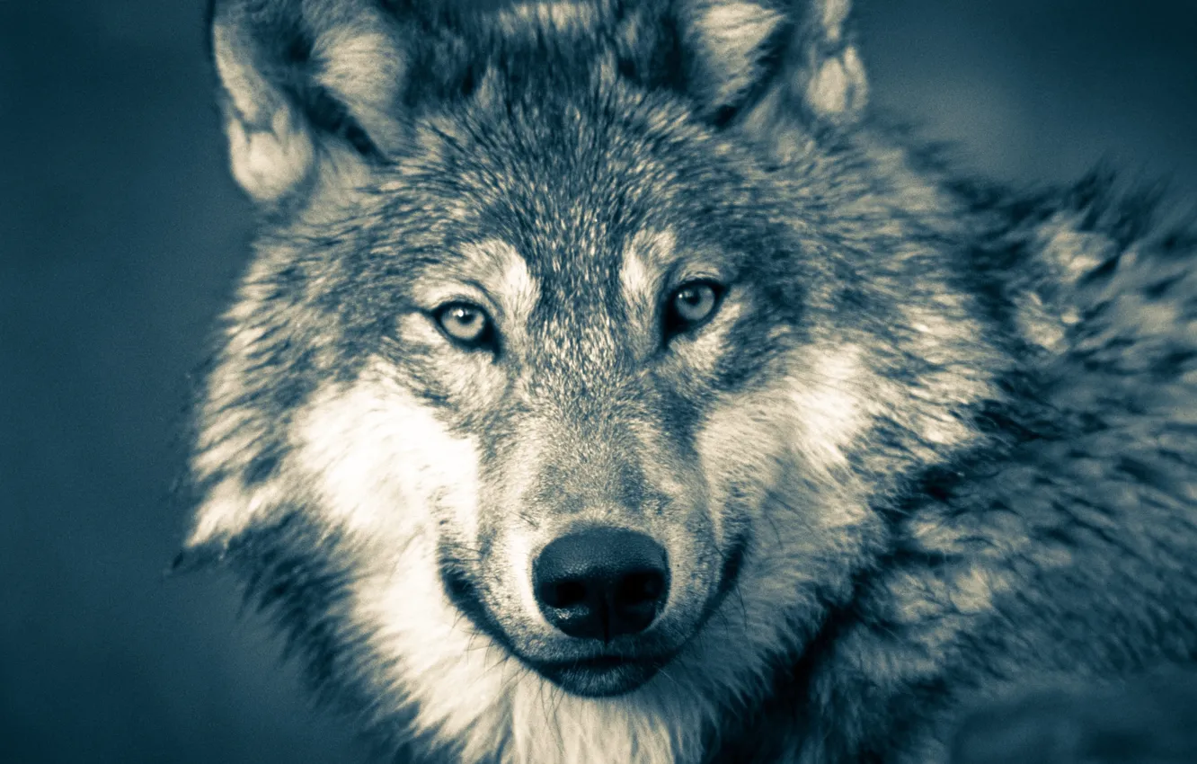 Фото обои nature, predator, animal, wolf, wildlife, portrait, portrait., Canis lupus. face