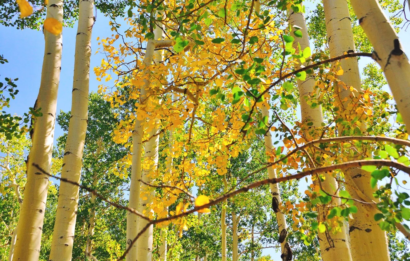Фото обои осень, небо, листья, деревья, ствол, осина