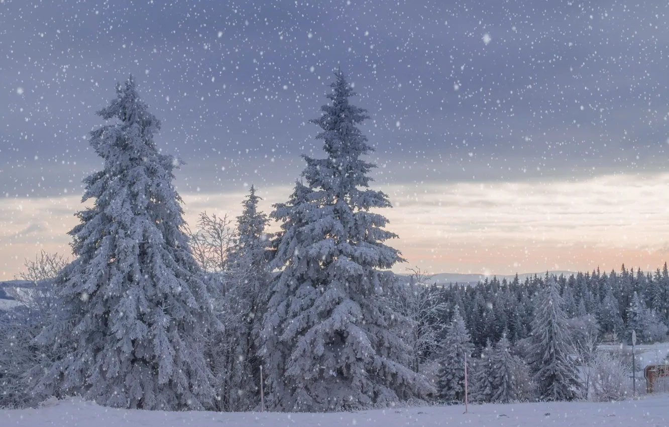 Фото обои зима, снег, пейзаж, ель, снегопад