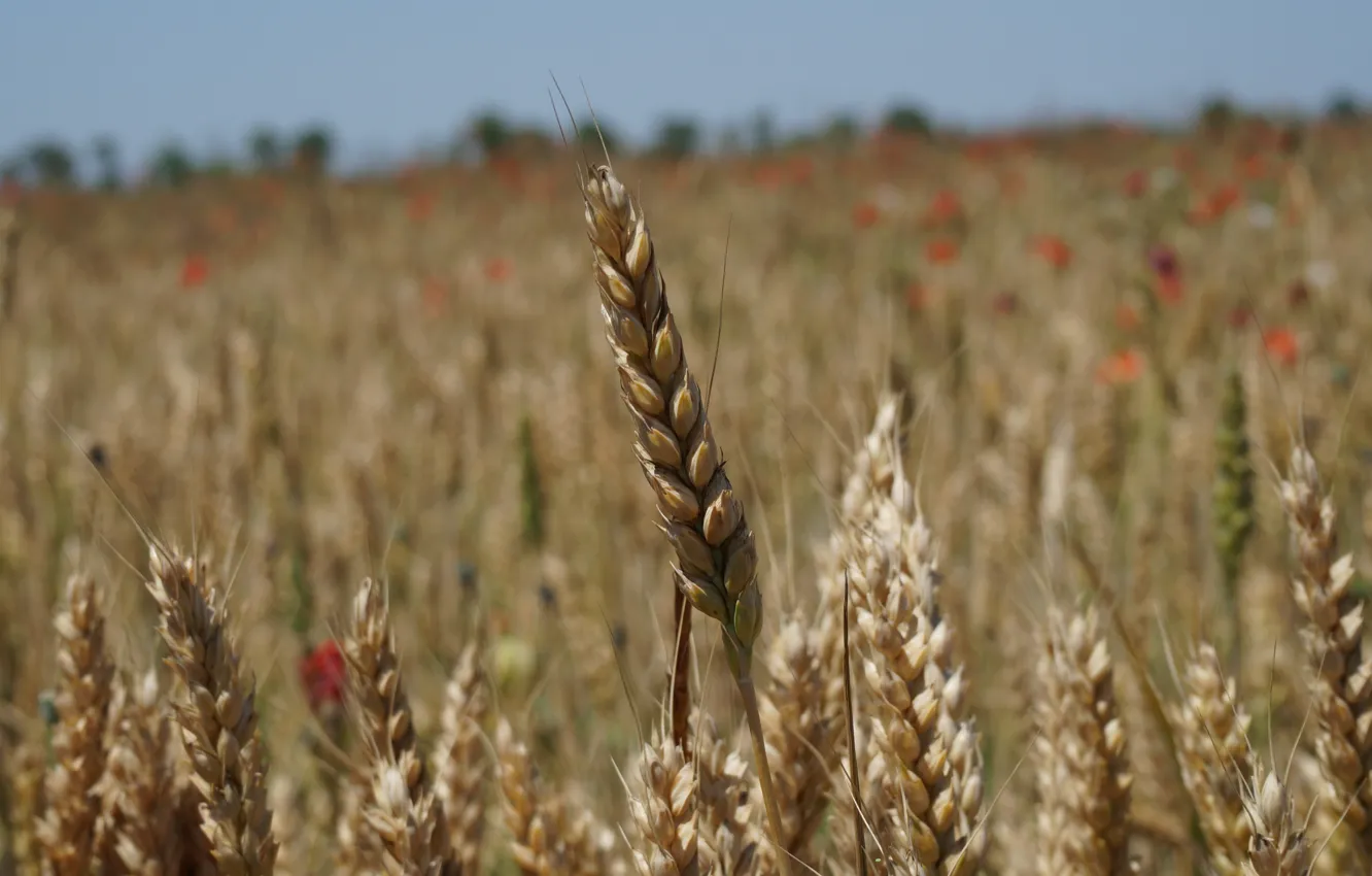 Фото обои пшеница, поле, природа, растение, колосья, колосок