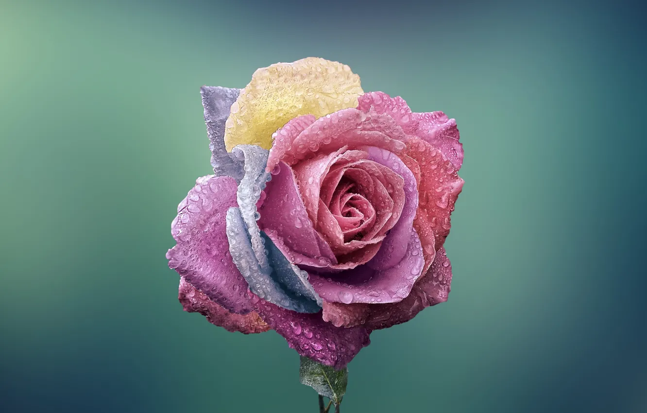 Фото обои цветок, макро, роза, разноцветная