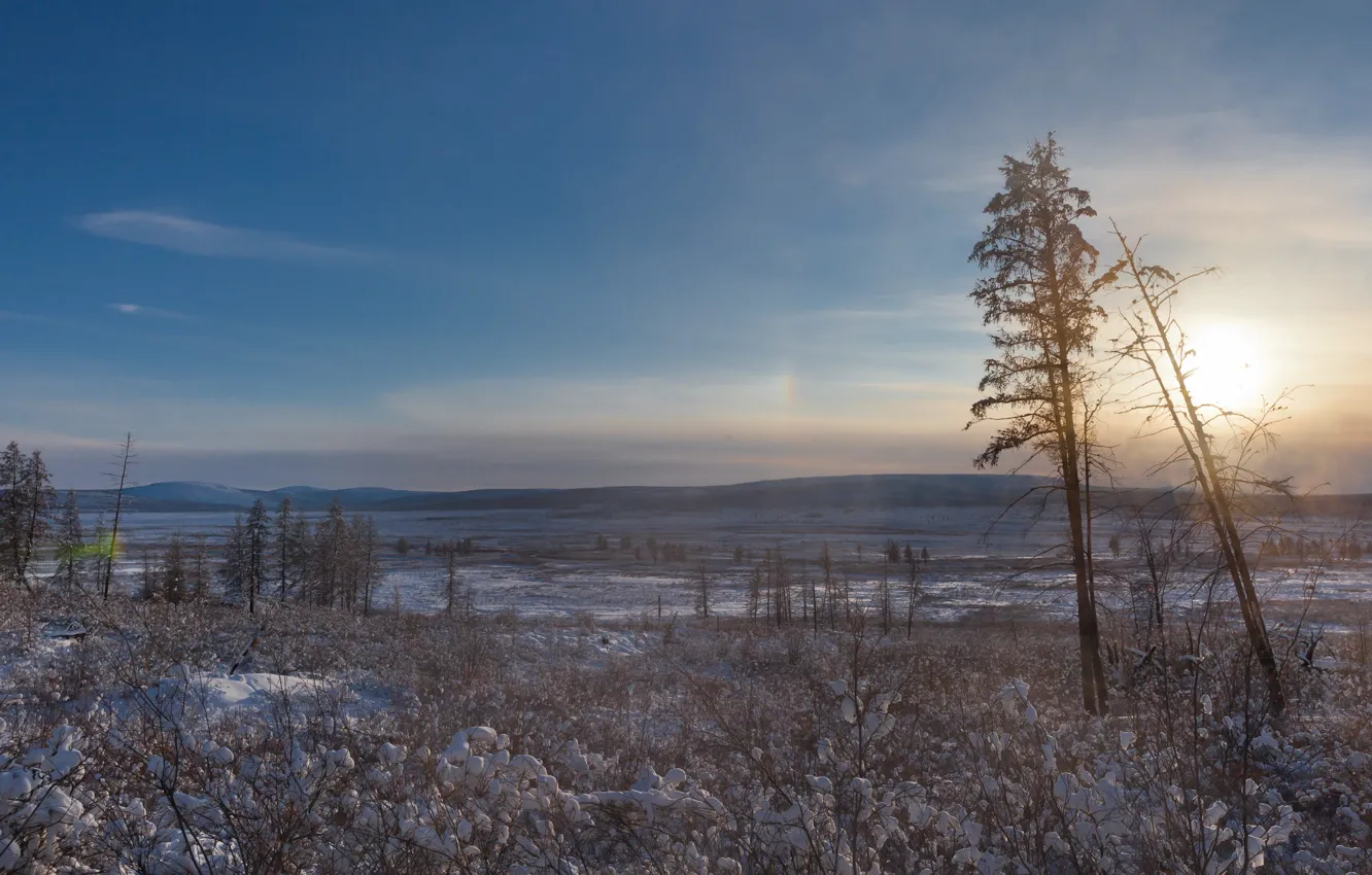 Фото обои солнце, снег, деревья, север, полюс холода, Оймякон
