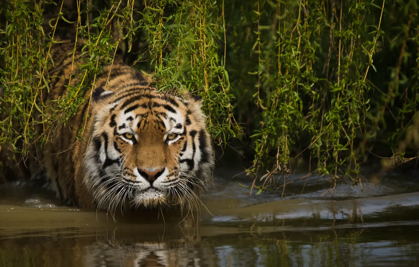 Фото обои морда, вода, ветки, тигр, дикая кошка