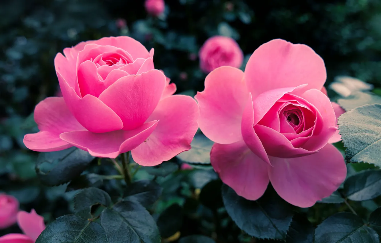 Фото обои листья, цветы, розы, сад, розовые, бутоны