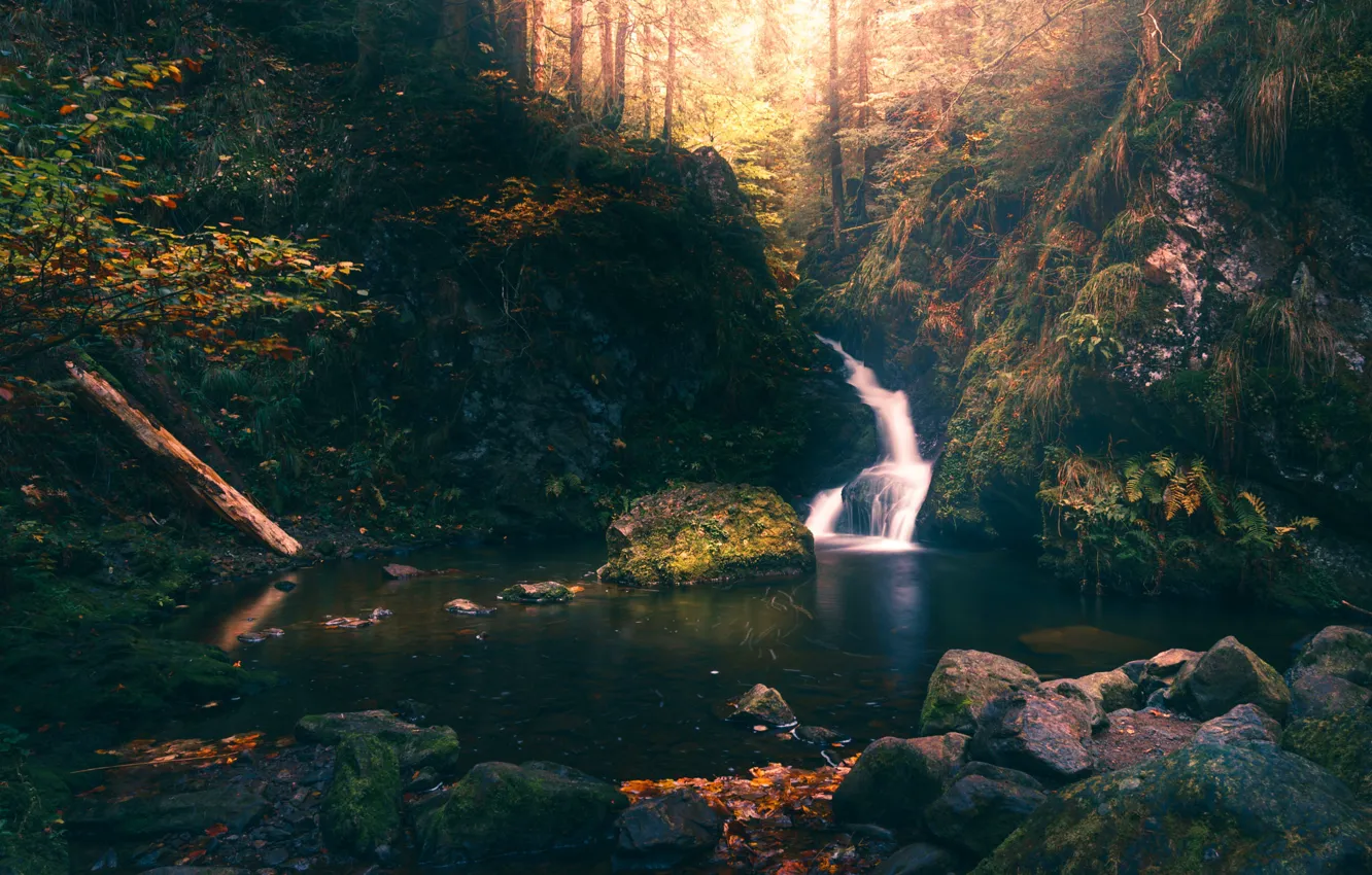 Фото обои осень, лес, свет, камни, скалы, заросли, берег, листва