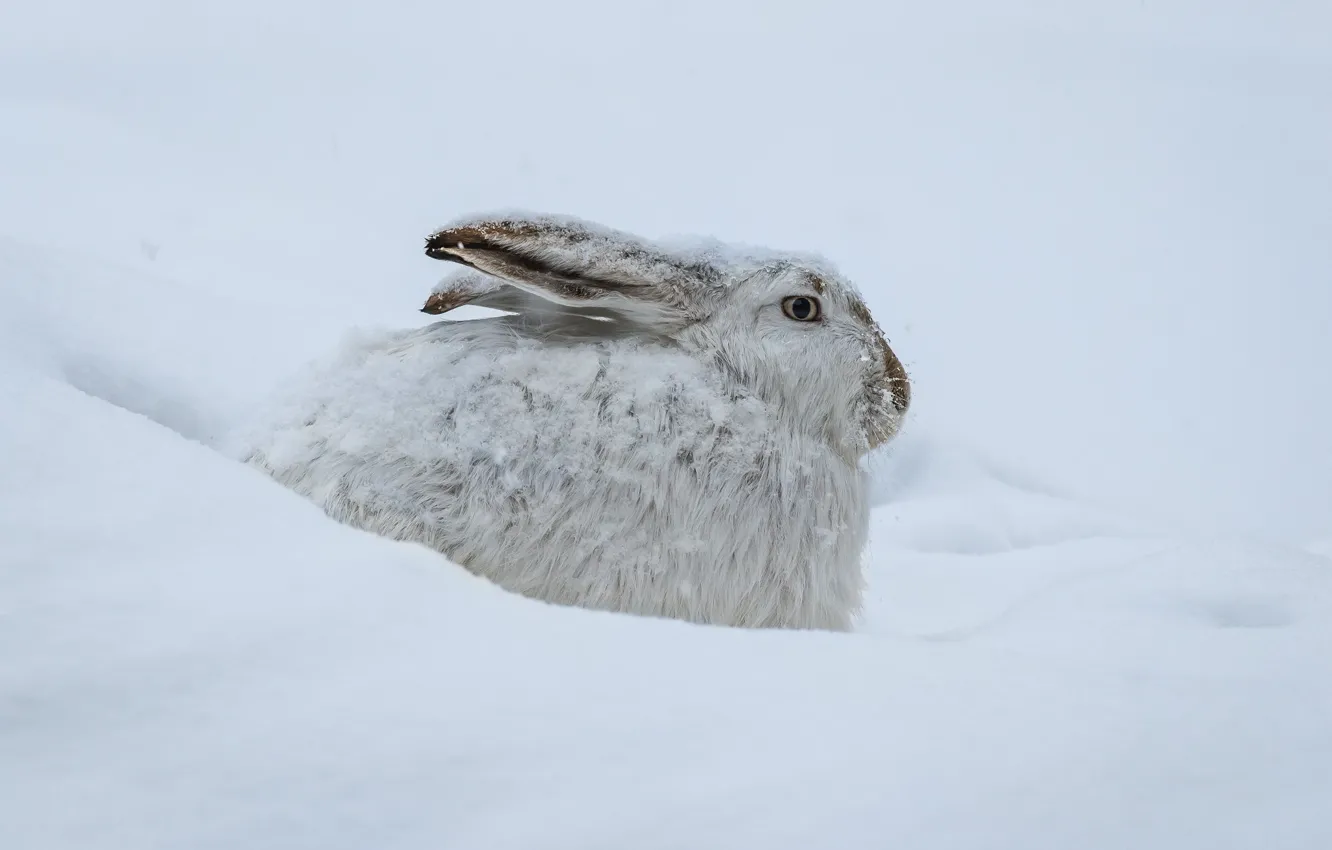 Фото обои зима, снег, заяц, сугробы, профиль