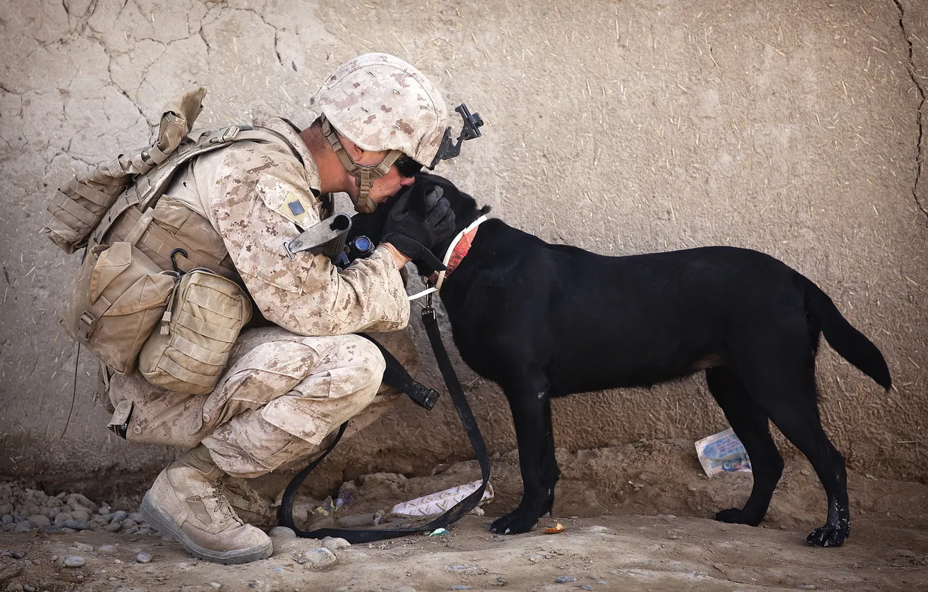 Фото обои друг, собака, солдат